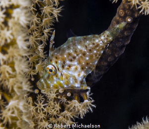 Juvenile Slender File ish. 
Nikon D90, 105 macro, dual D... by Robert Michaelson 